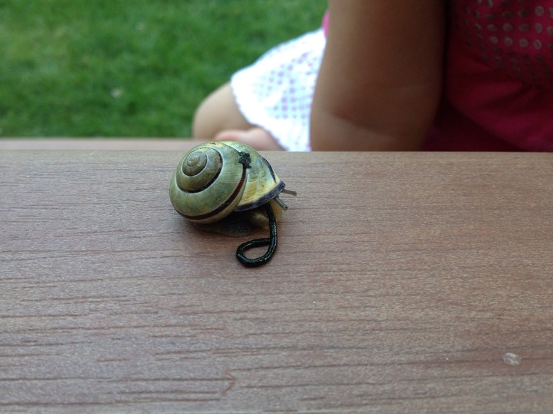 déjection-escargot