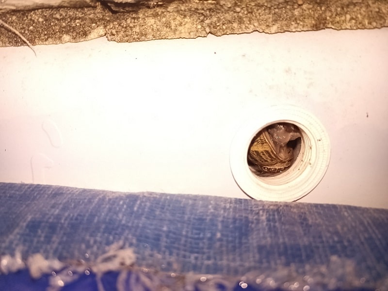 escargot-buse-refoulement-piscine